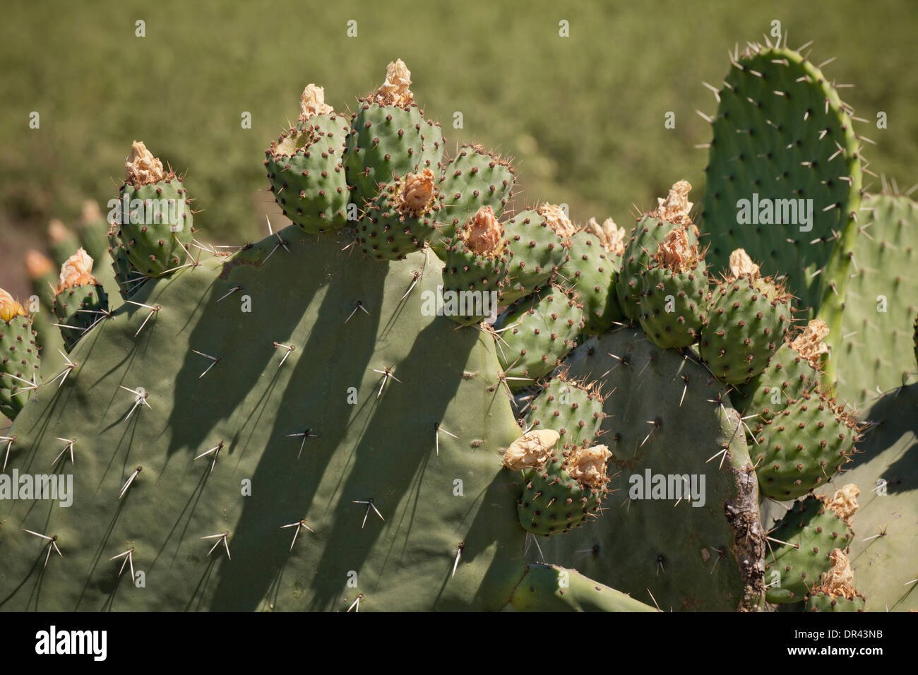 Prickly pear cactus (Opuntia erinacea) - California USA Stock Photo