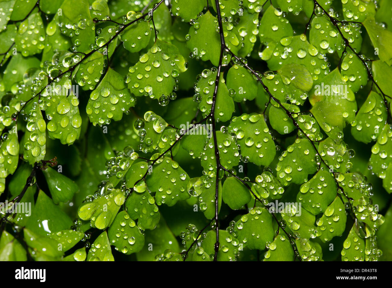 Dewdrops on the hardy maidenhair fern, Adiantum venustum Stock Photo