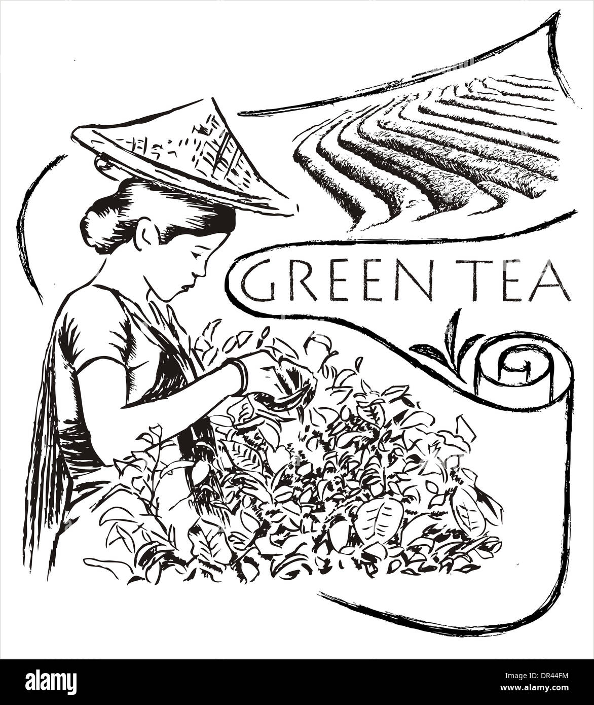 Green tea illustration Stock Photo Alamy