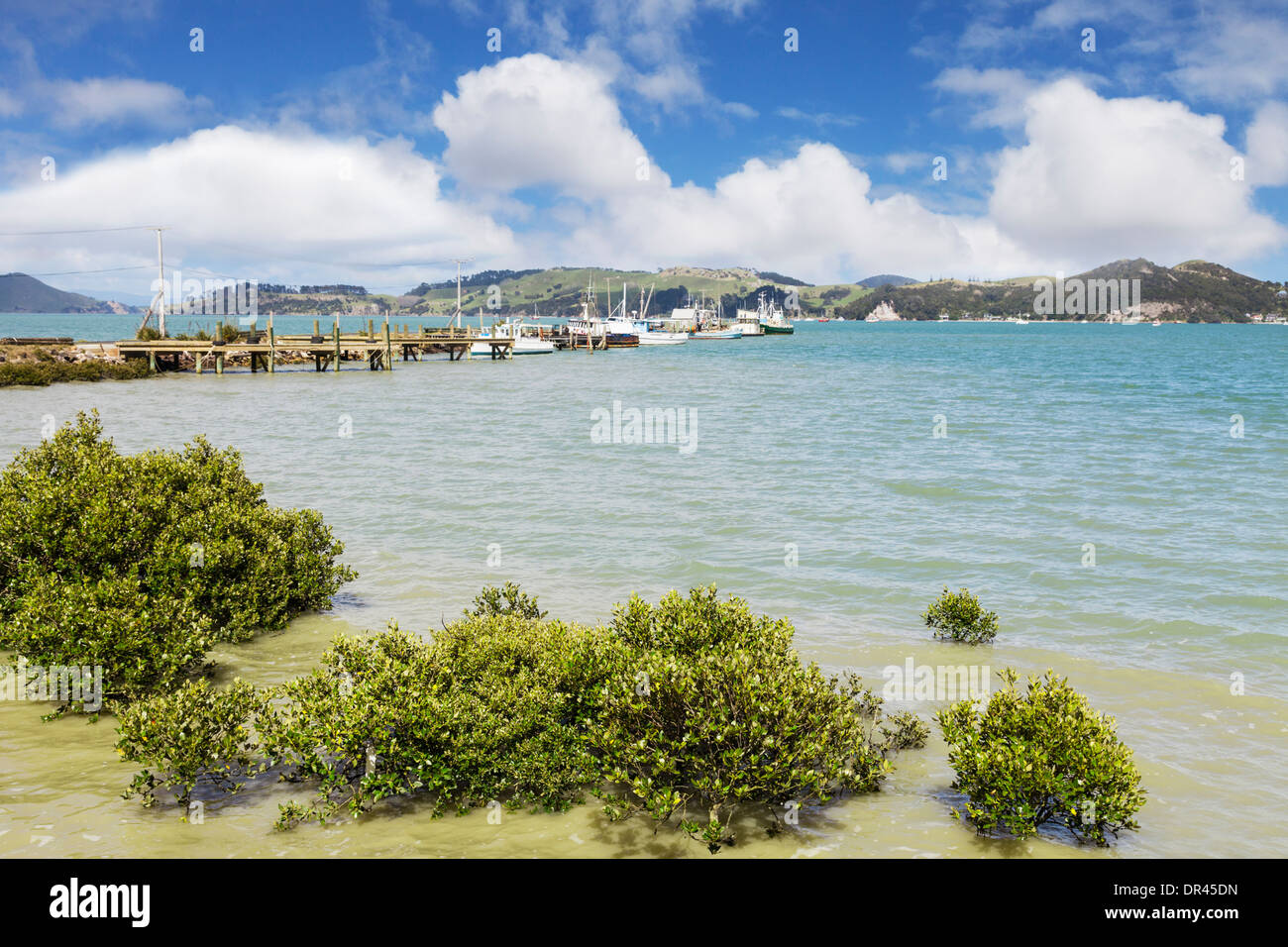 Coromandel wharf and jetty, and in the forground, New Zealand mangroves. Stock Photo
