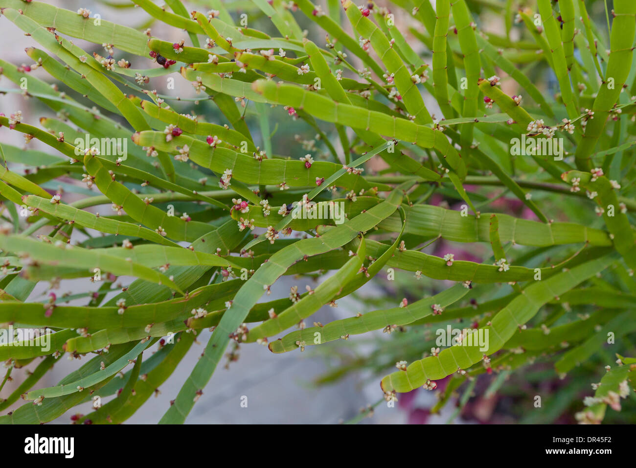 Ribbon bush / Tapeworm plant (Homalocladium platycladum) Stock Photo