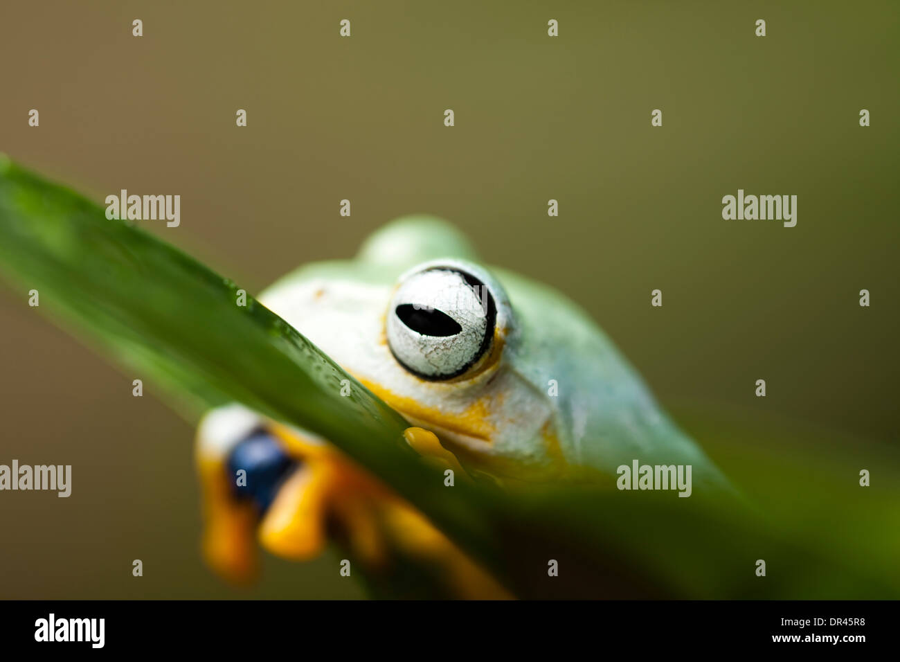 Flying Frog, Rhacophorus reinwardtii Stock Photo