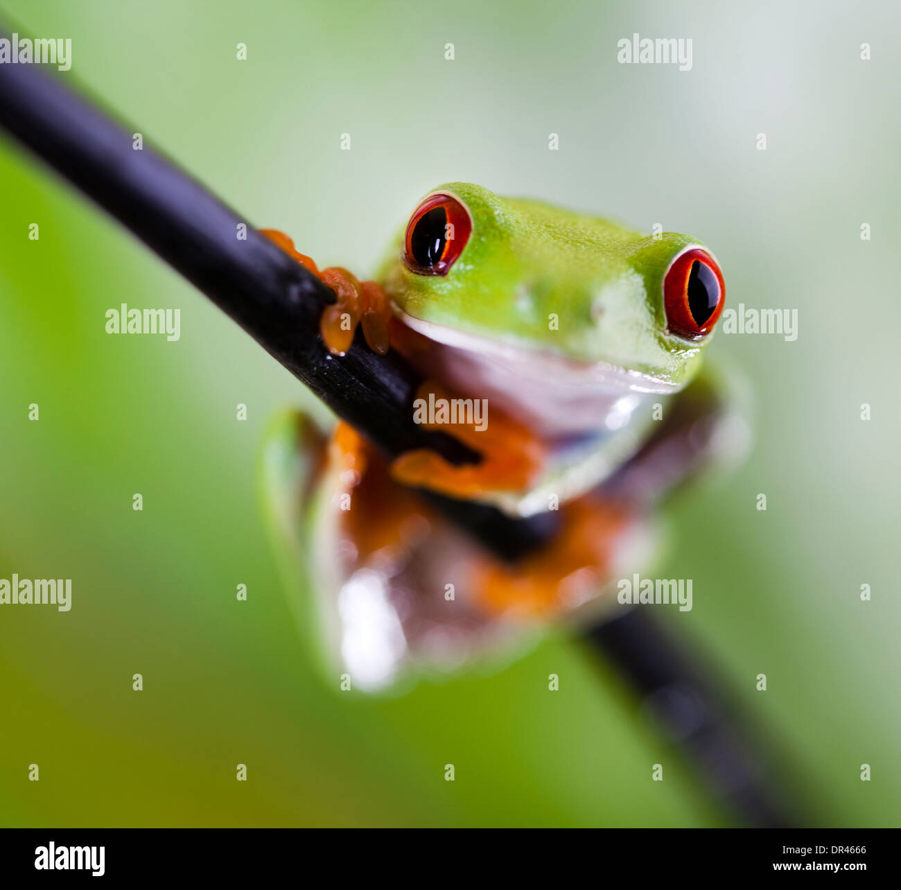Frog Hiding Stock Photos - 6,737 Images