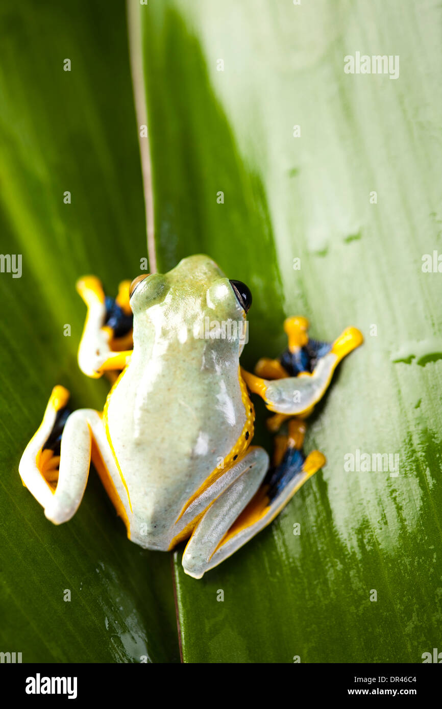 Flying Frog, Rhacophorus reinwardtii Stock Photo