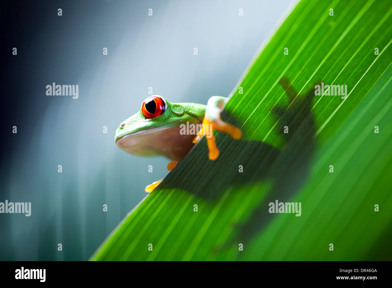Frog in the jungle Stock Photo Alamy