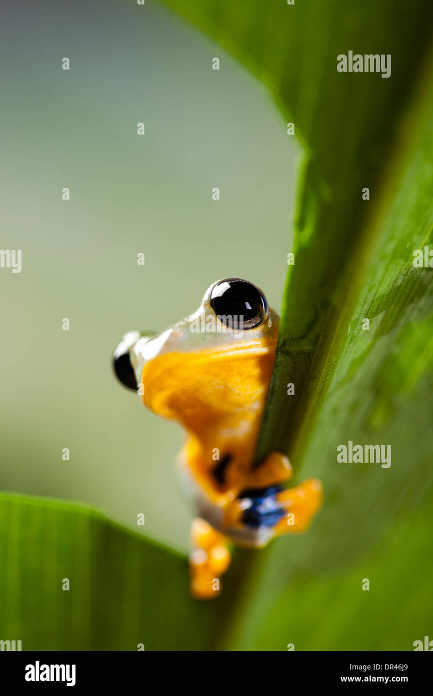 Exotic frog in indonesia, Rhacophorus reinwardtii Stock Photo
