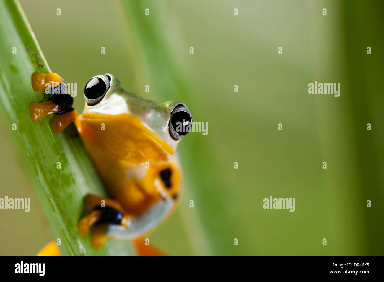 Flying Frog, Rhacophorus reinwardtii Stock Photo - Alamy