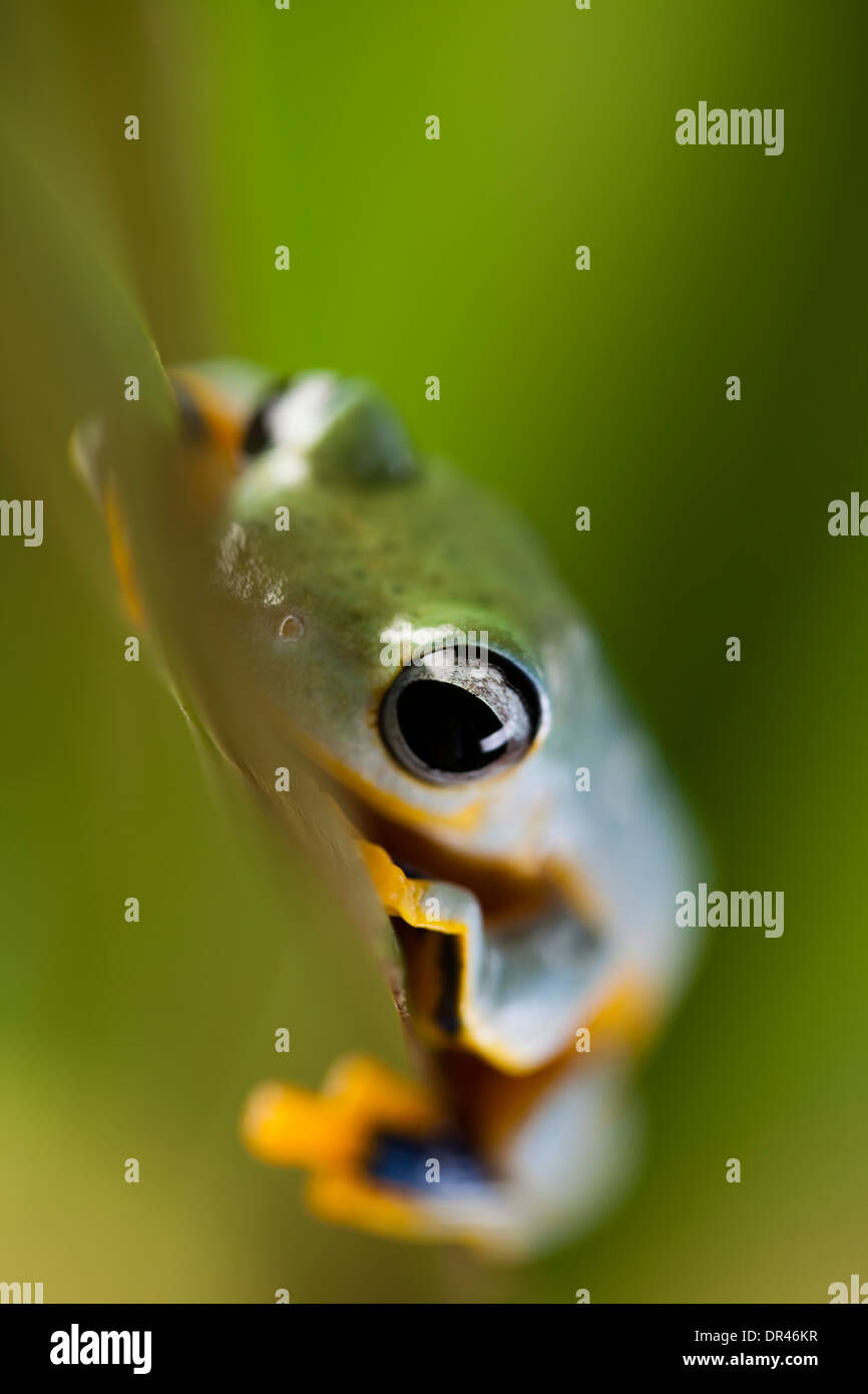 Flying Frog, Rhacophorus reinwardtii Stock Photo - Alamy