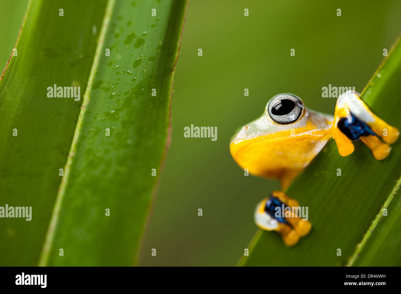 Flying Frog, Rhacophorus reinwardtii Stock Photo - Alamy