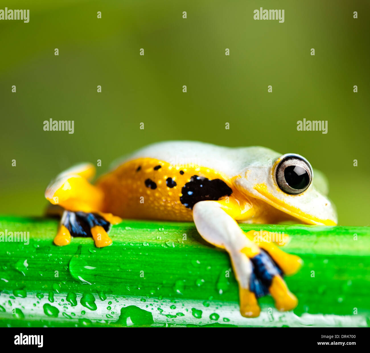 Flying Frog, Rhacophorus reinwardtii Stock Photo - Alamy