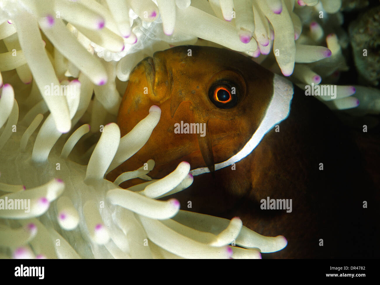 Clark's Anemonefish Amphiprion clarckii, Pomacentridae, Indo-pacific Ocean Stock Photo