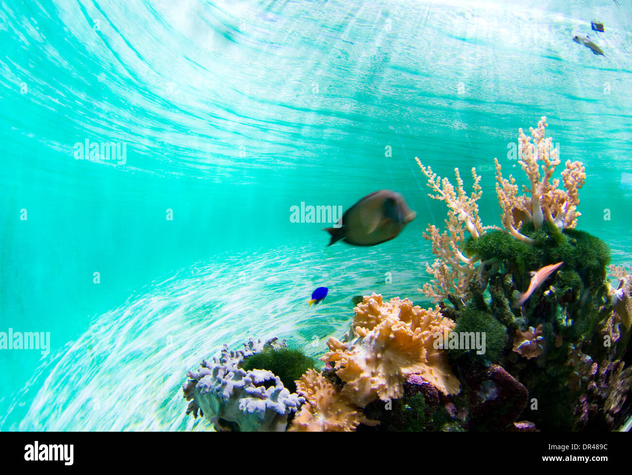 Healthy coral reef Stock Photo - Alamy