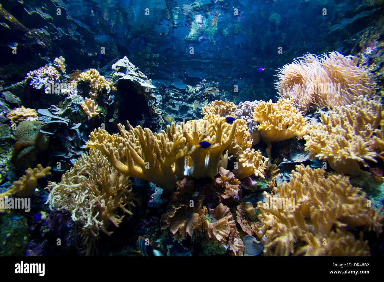 Healthy coral reef Stock Photo - Alamy