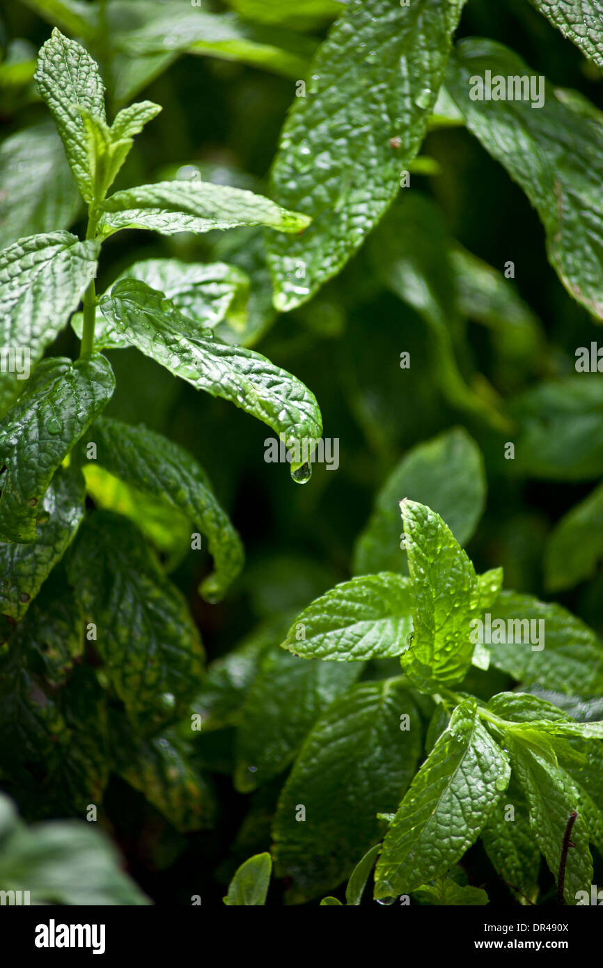 Mint leaves with a water droplet Stock Photo Alamy