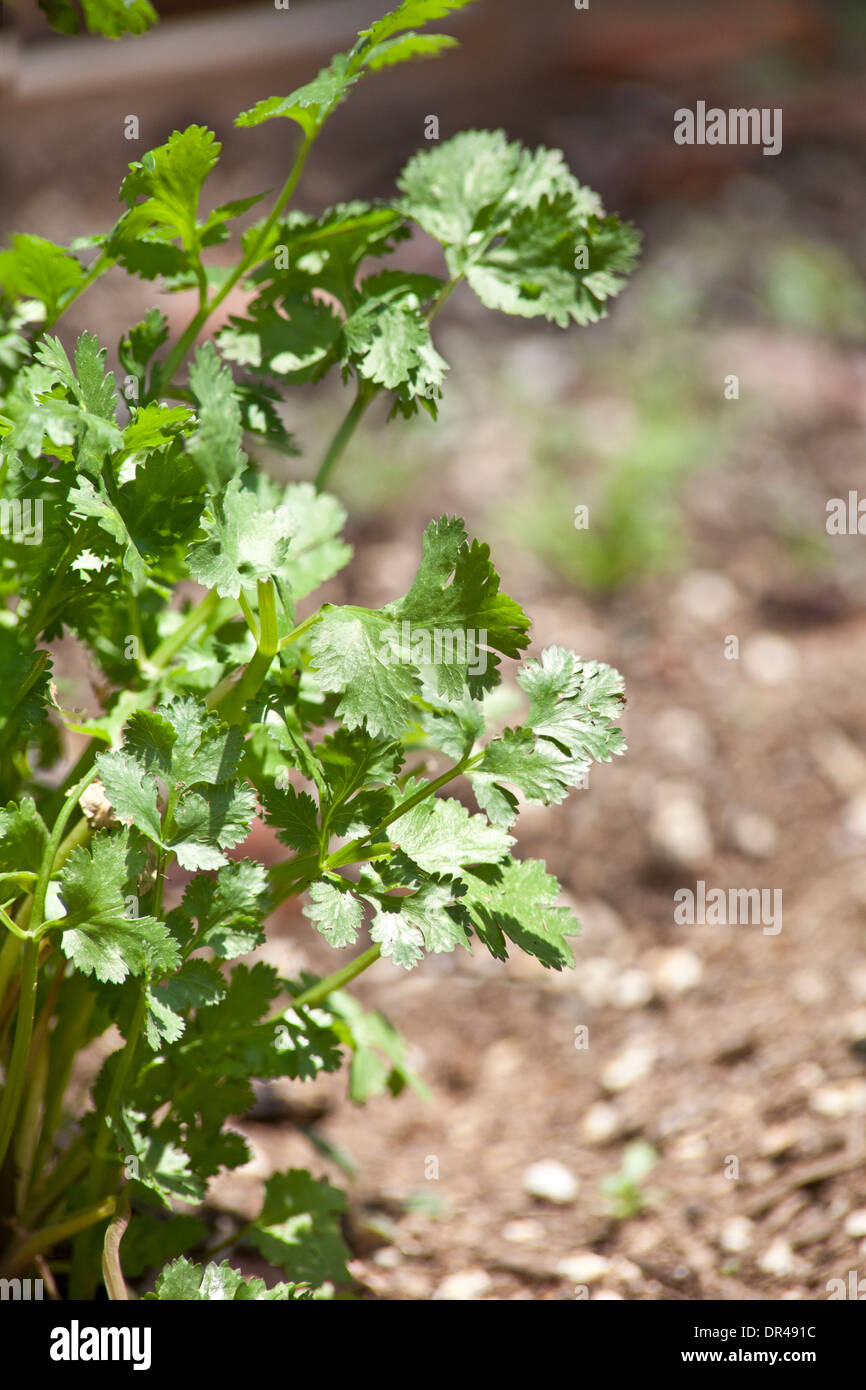 Parsley growing in an urban garden Stock Photo