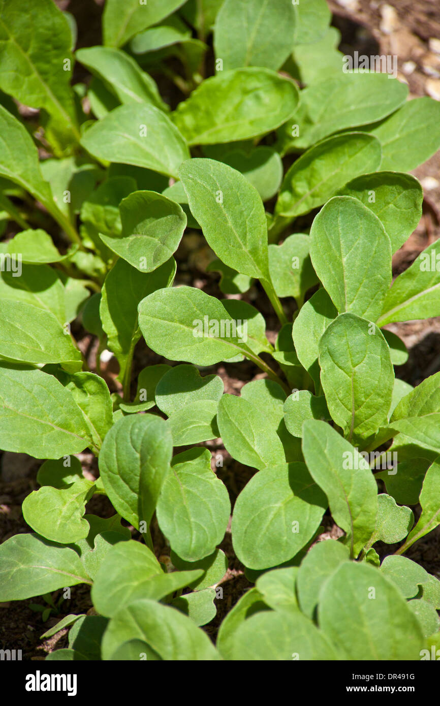 Spinach growing in an urban garden Stock Photo Alamy