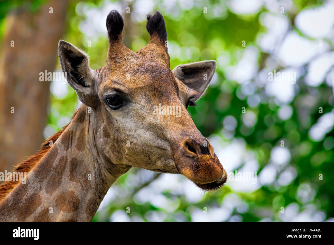 Giraffe portrait Stock Photo
