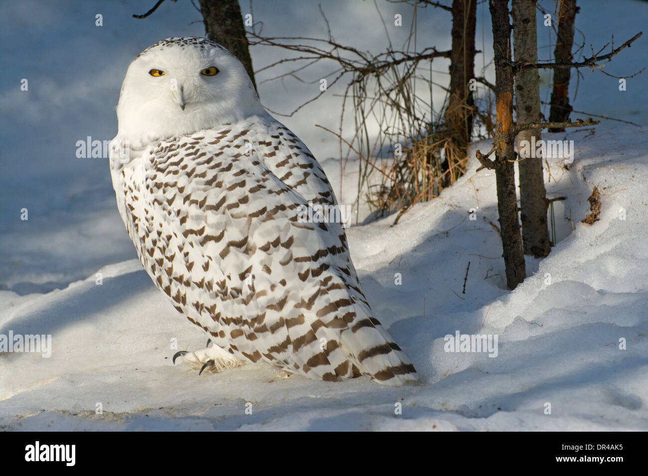 A female Snowy Owl in winter. Stock Photo
