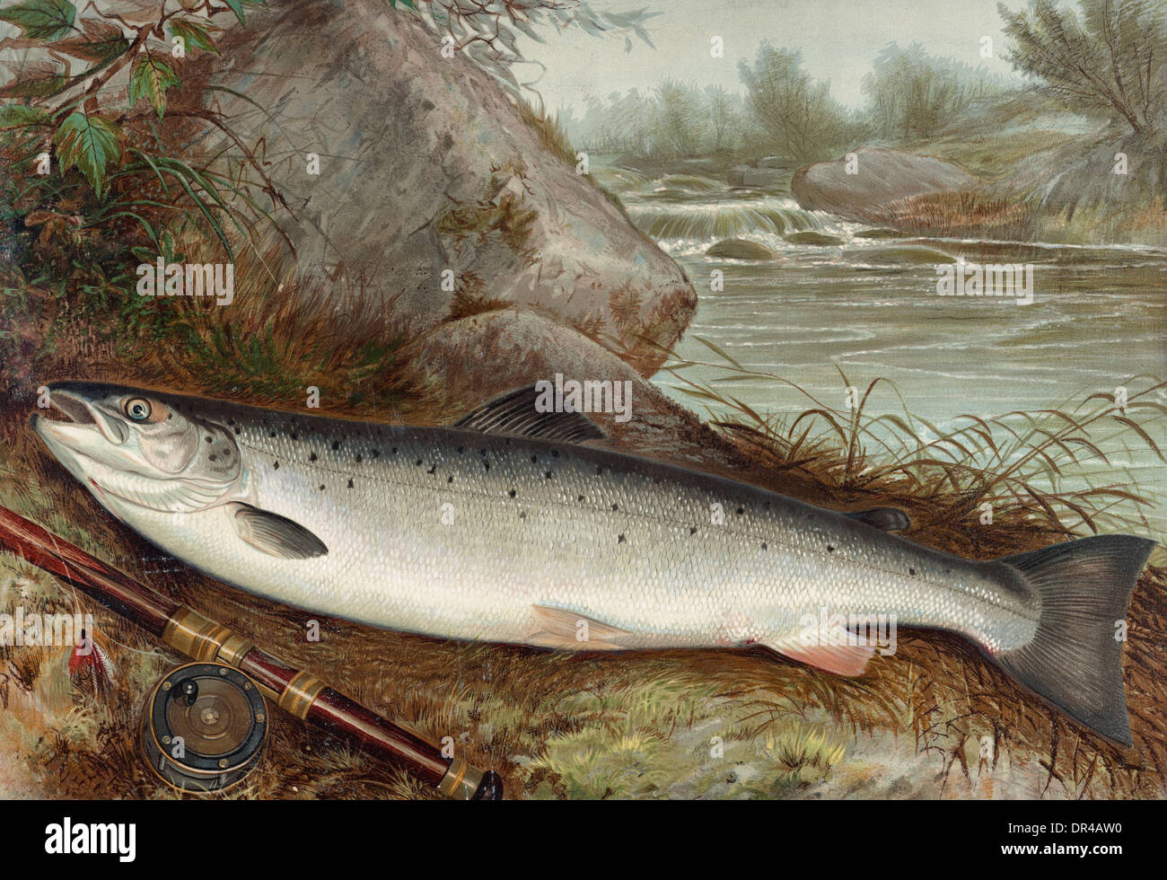 River fish illustration hi-res stock photography and images - Alamy
