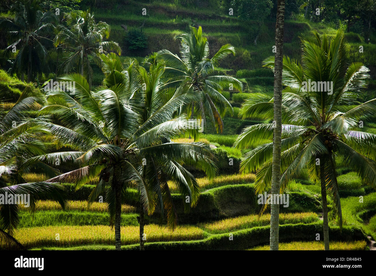 Green rice fields on Bali island Stock Photo - Alamy