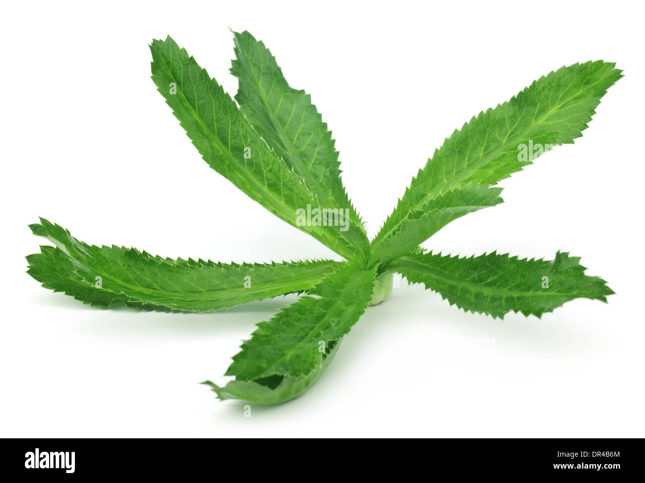 Eryngium foetidum or long coriander leaves over white background Stock