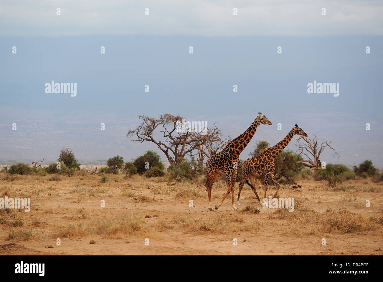 Giraffes running serengeti hi-res stock photography and images - Alamy