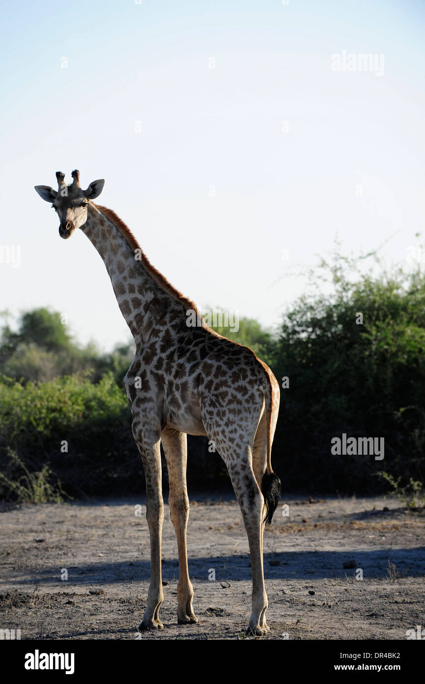 Serengeti giraffe hi-res stock photography and images - Alamy
