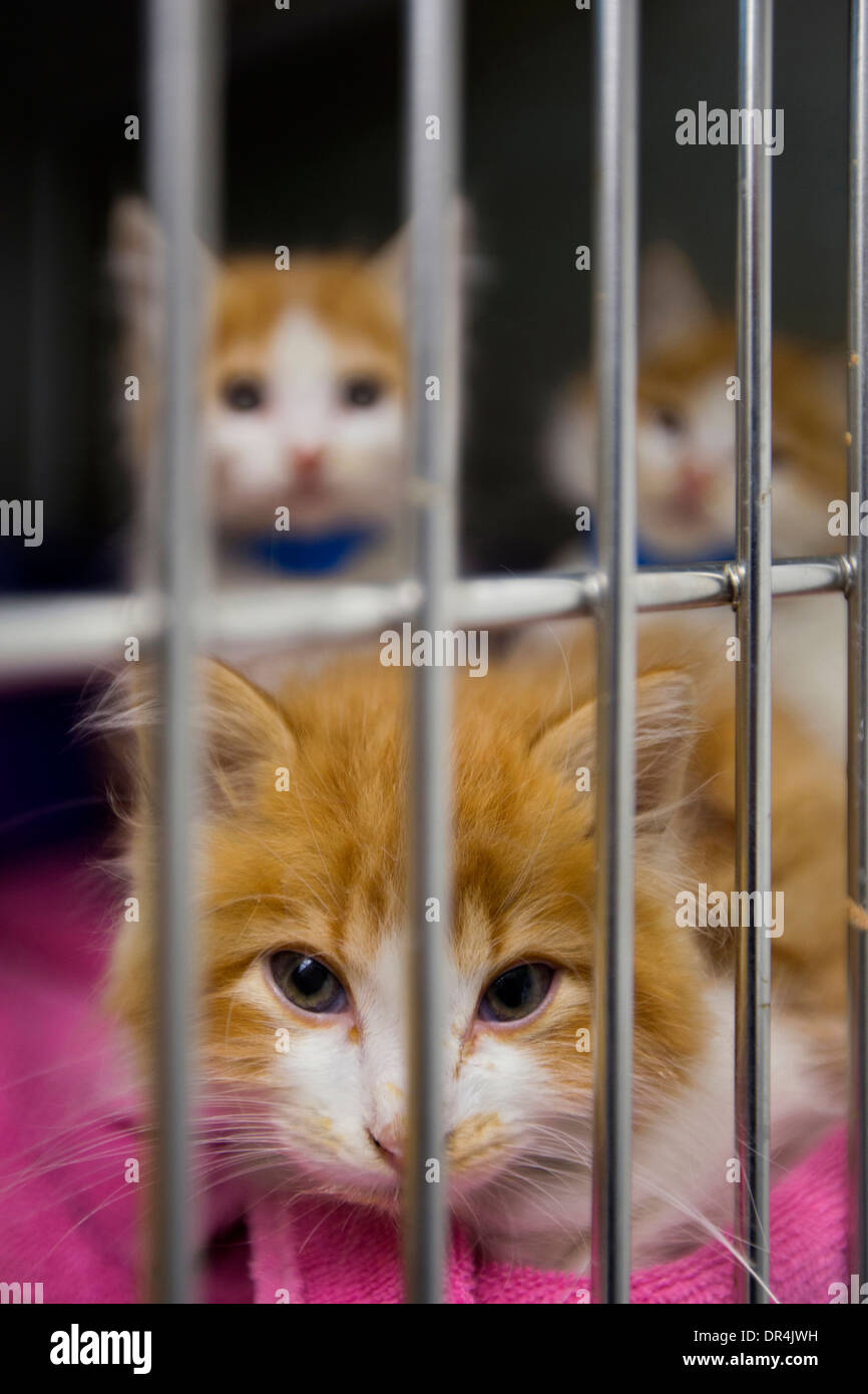 Cage animal hires stock photography and images Alamy