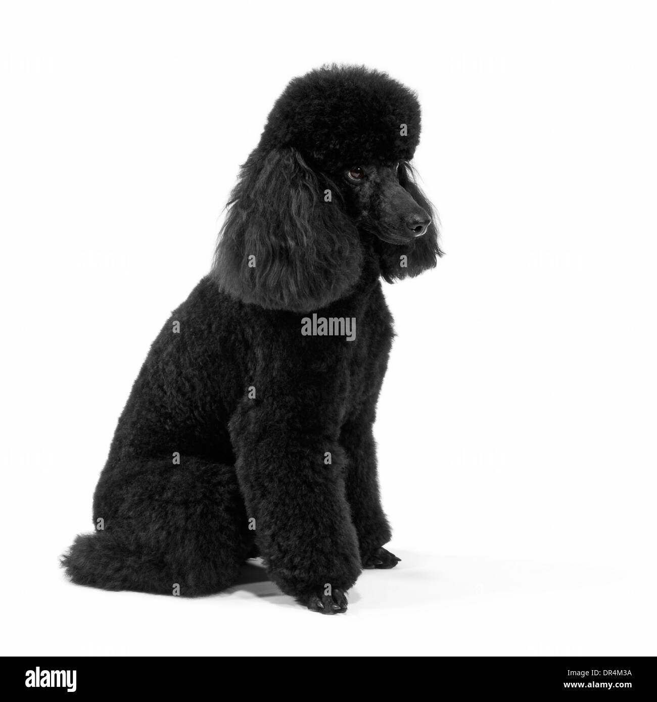 large miniature poodle