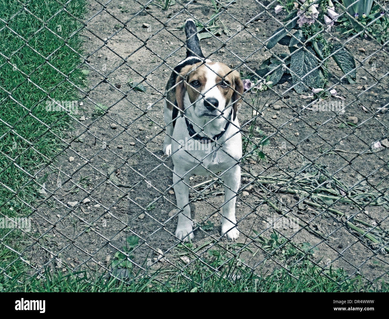 Dog peering through chain link fence Stock Photo
