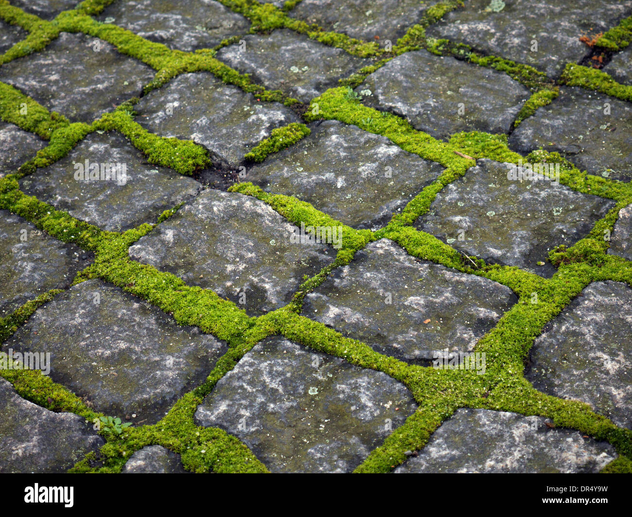 Moss growing between pavement slabs at AuschwitzBirkenau Stock Photo