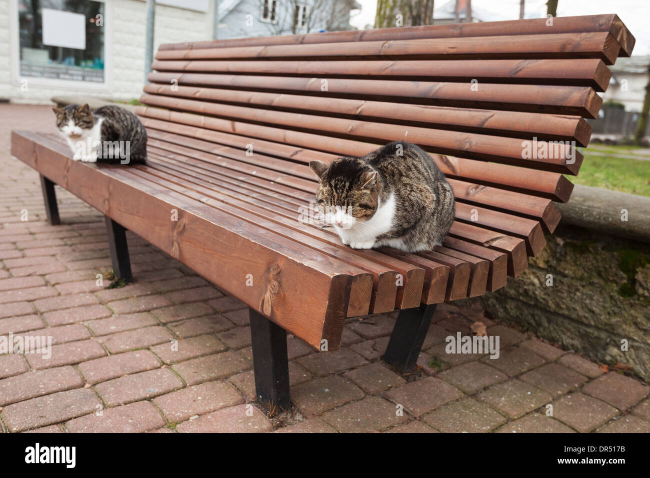 Two Street Cats Sit On The Wooden Bench In Park Stock Photo