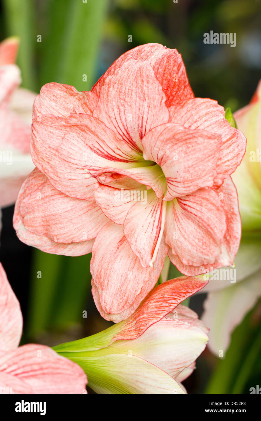 Close up of Hippeastrum or Amaryllis flowers. Stock Photo