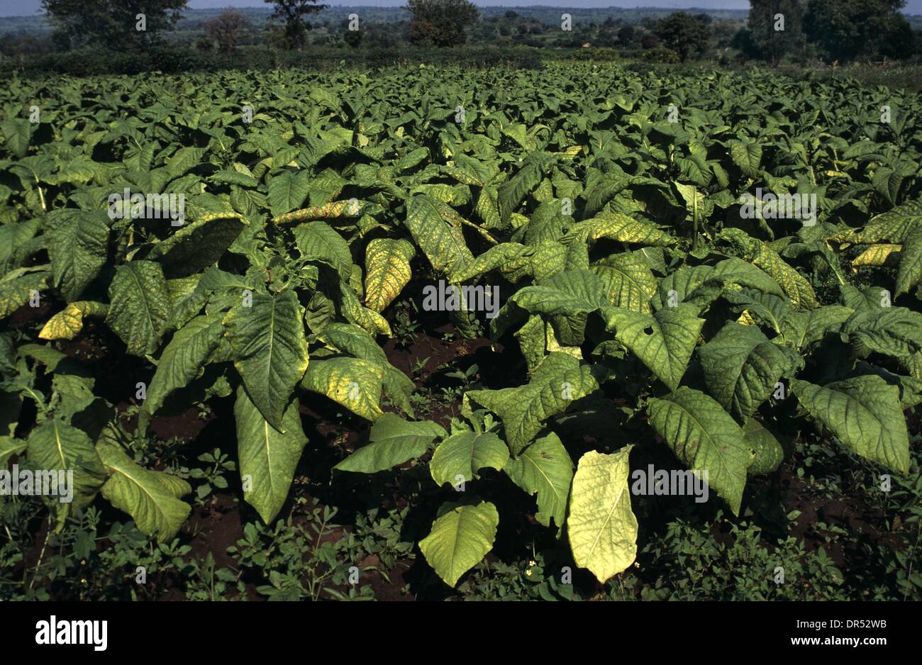 george karelias and sons tobacco strength George Karelias And Sons (Superior Virginia Filters)