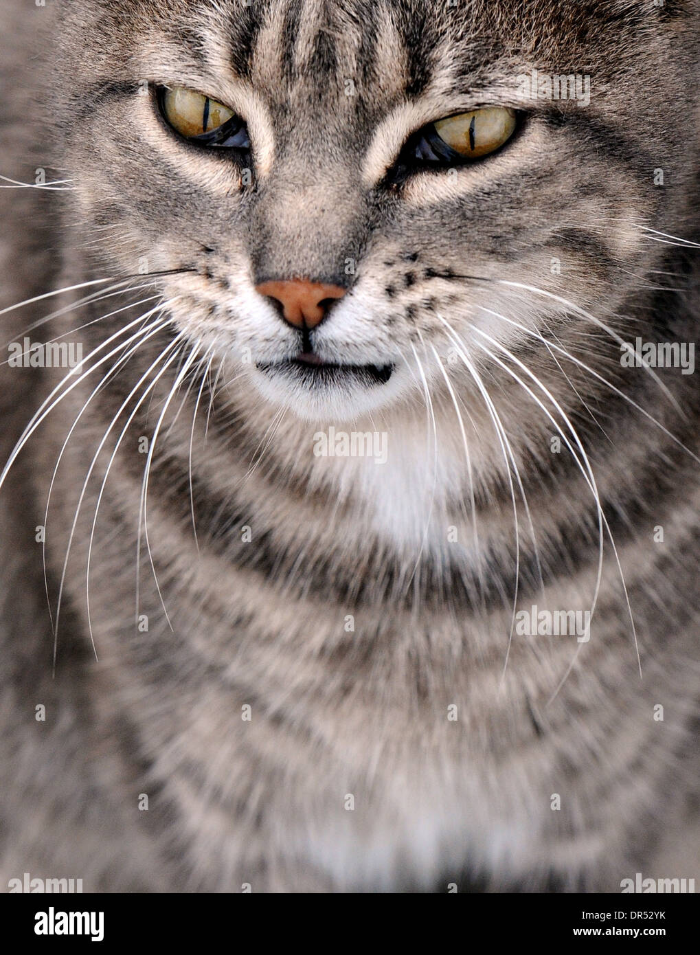 Cat, 4-legged feline animal Stock Photo - Alamy