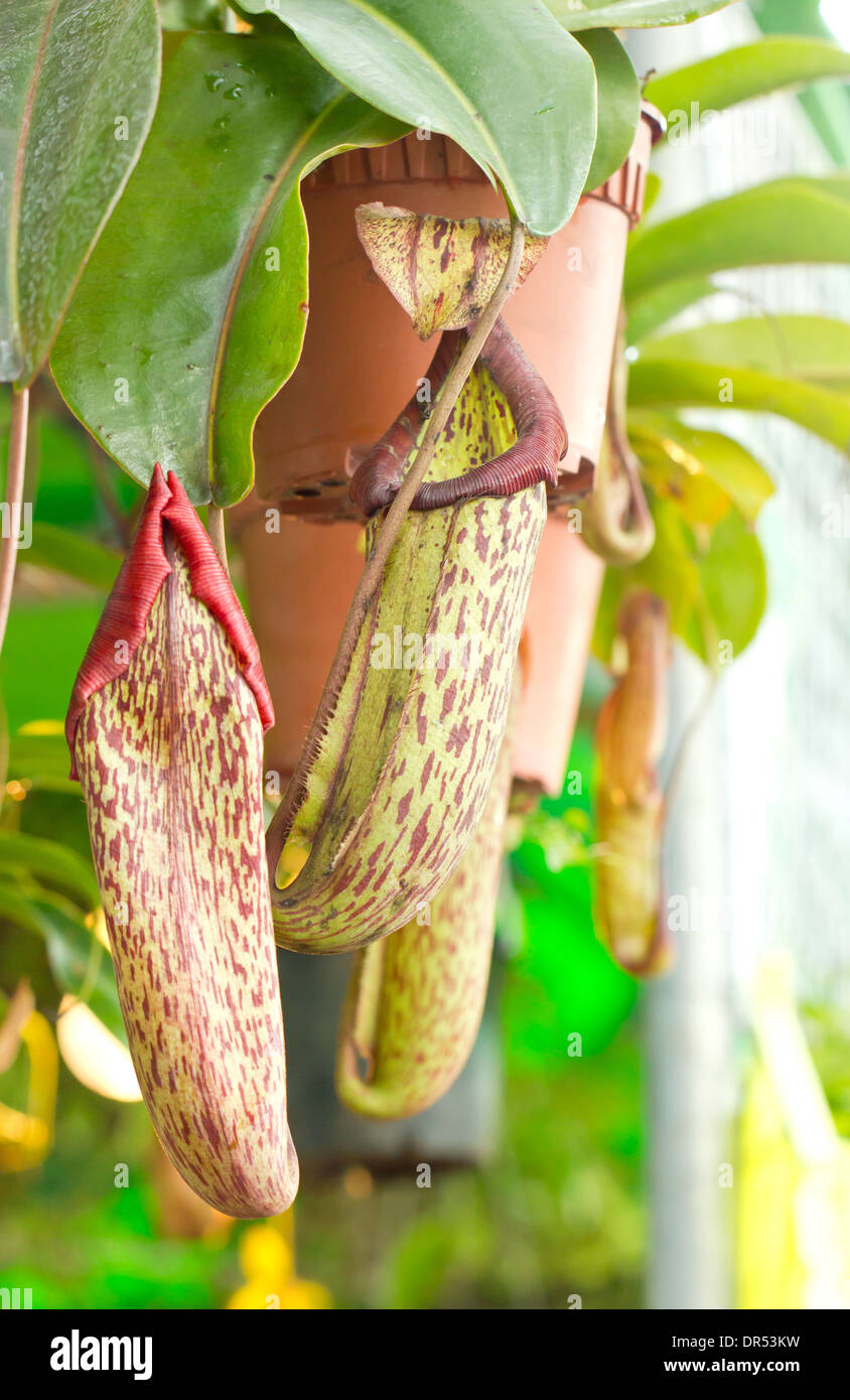 Nepenthes sanguinea. Stock Photo
