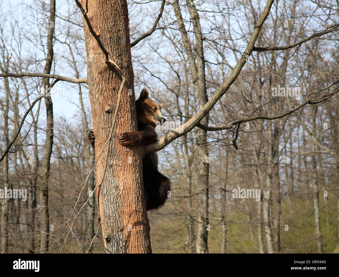 Liberty Bear Sanctuary in Zarnesty near Brasov (Kronstadt), Transylvania, Romania, Europe Stock Photo