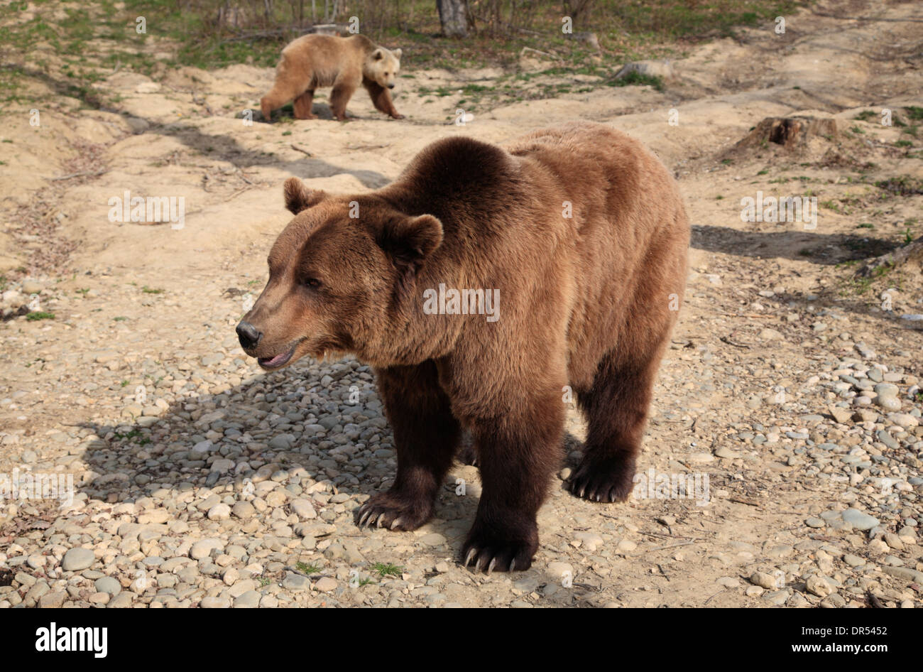 Liberty Bear Sanctuary in Zarnesty near Brasov (Kronstadt), Transylvania, Romania, Europe Stock Photo