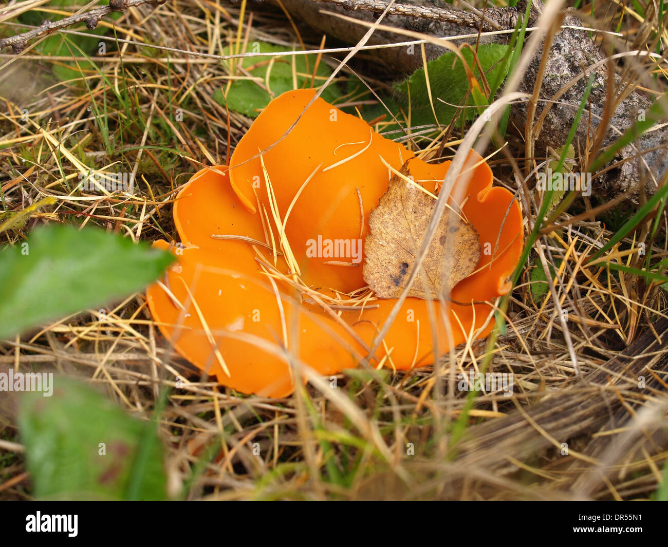 Orange peel fungus / Aleuria aurantia / Orangeroter Becherling Stock Photo