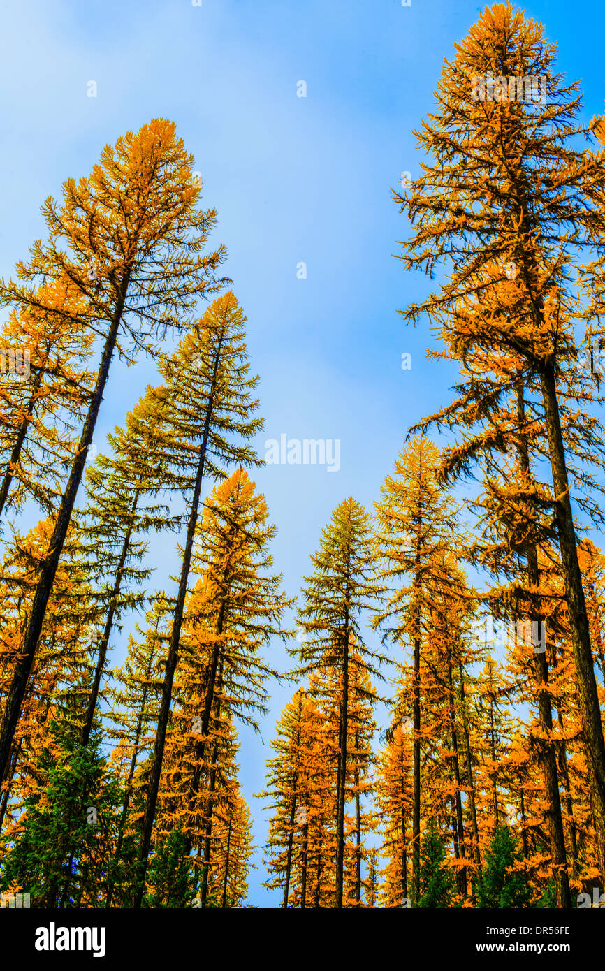 Autumn pine trees against blue sky Stock Photo