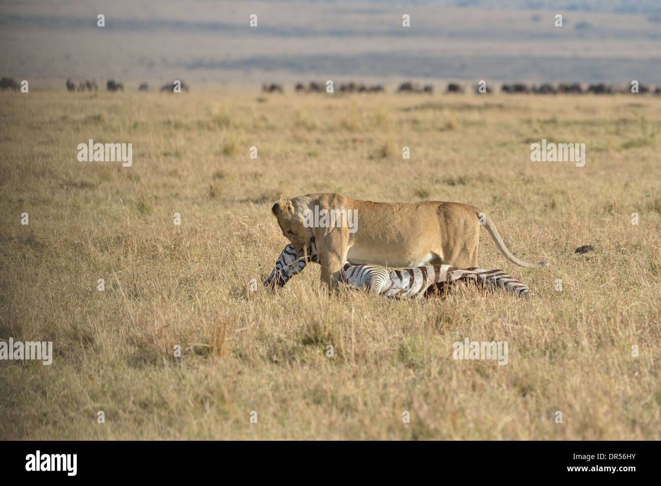 East African Lion - Massai Lion (Panthera leo nubica) lioness carrying ...