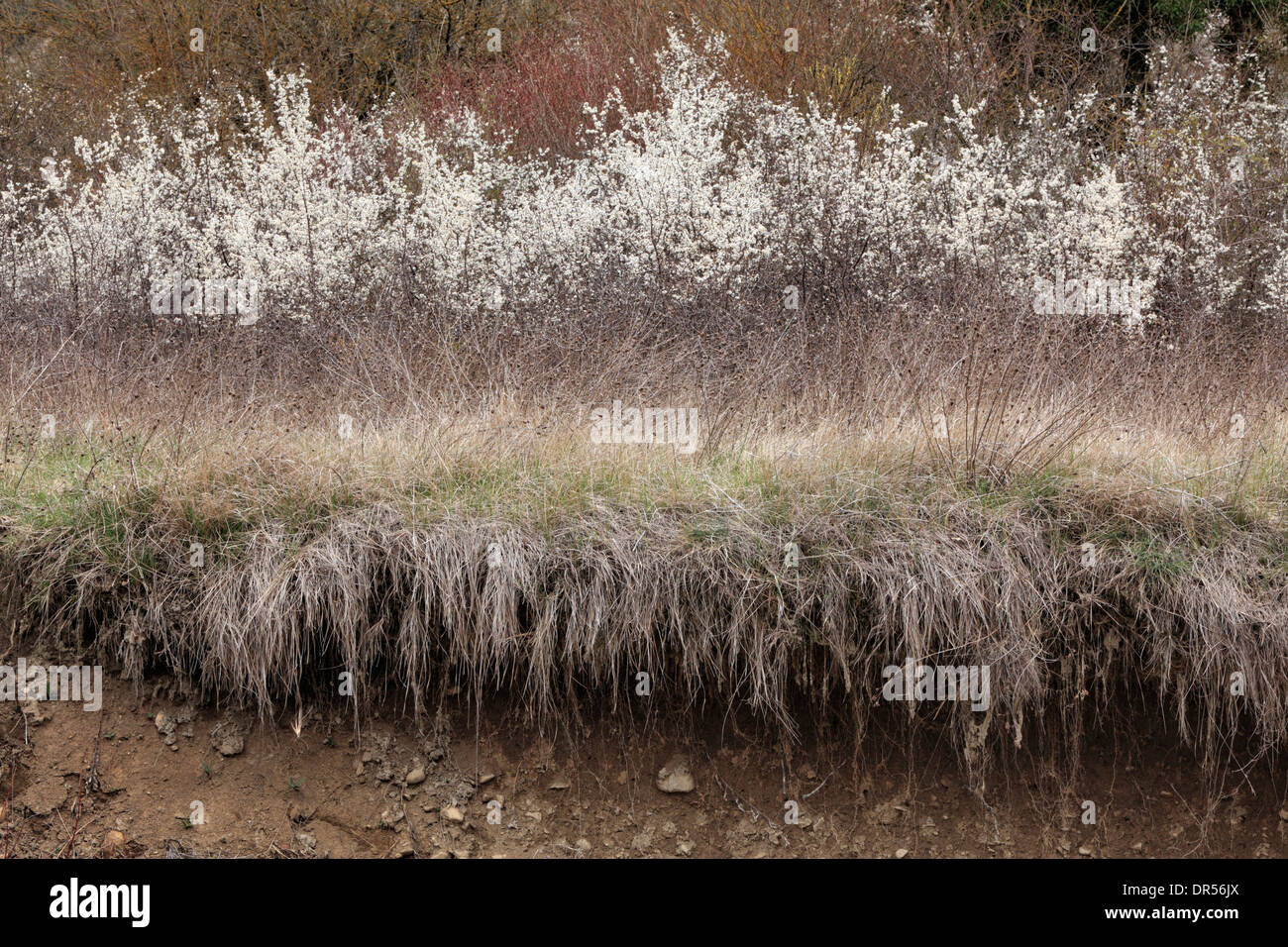grass and gravel along the rivers edge near the abandoned village of Janovas in the Aragon region of Spain Stock Photo