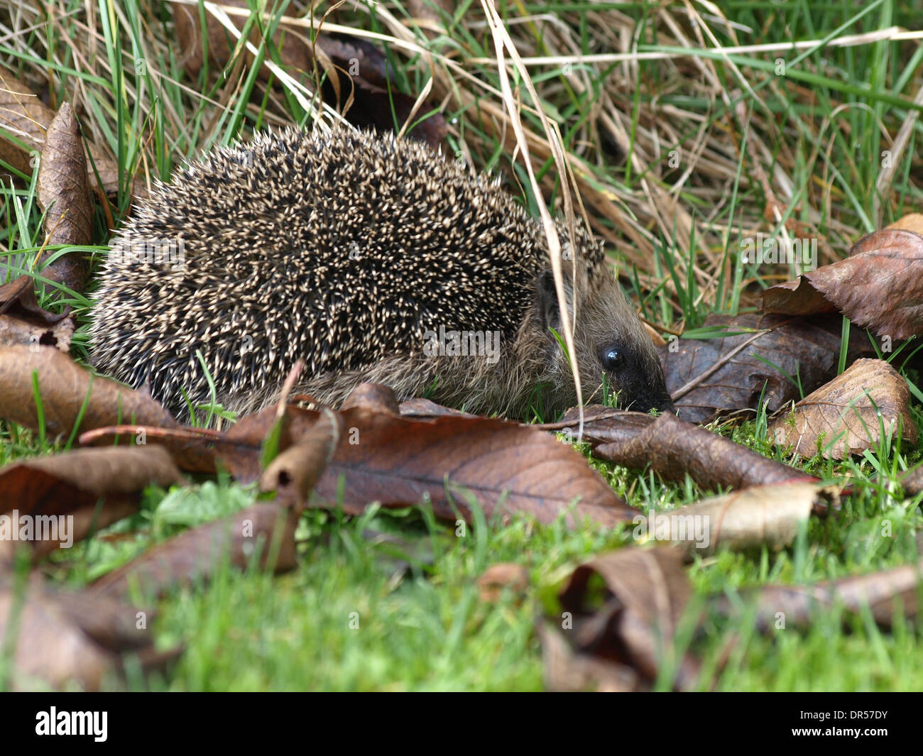 Hedgehog / European Hedgehog / Common Hedgehog / Erinaceus europaeus / Igel / Braunbrustigel / Westeuropäischer Igel / Westigel Stock Photo