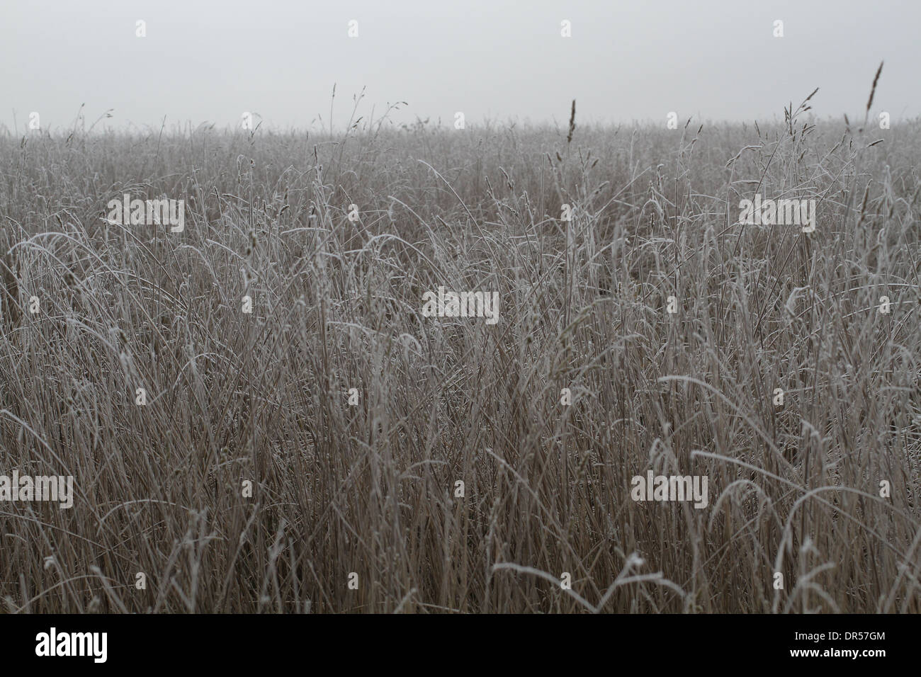 frosty grass field Stock Photo