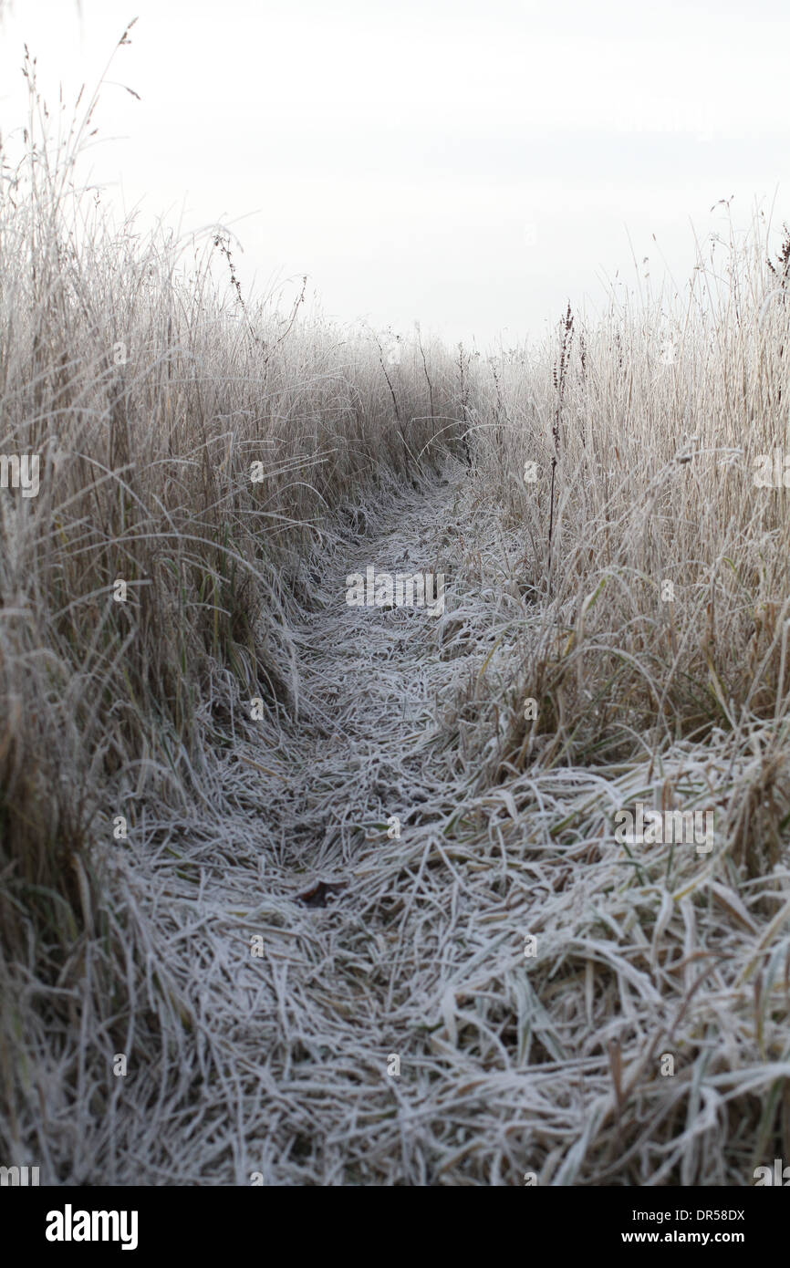 frosty and misty path trodden through a field Stock Photo