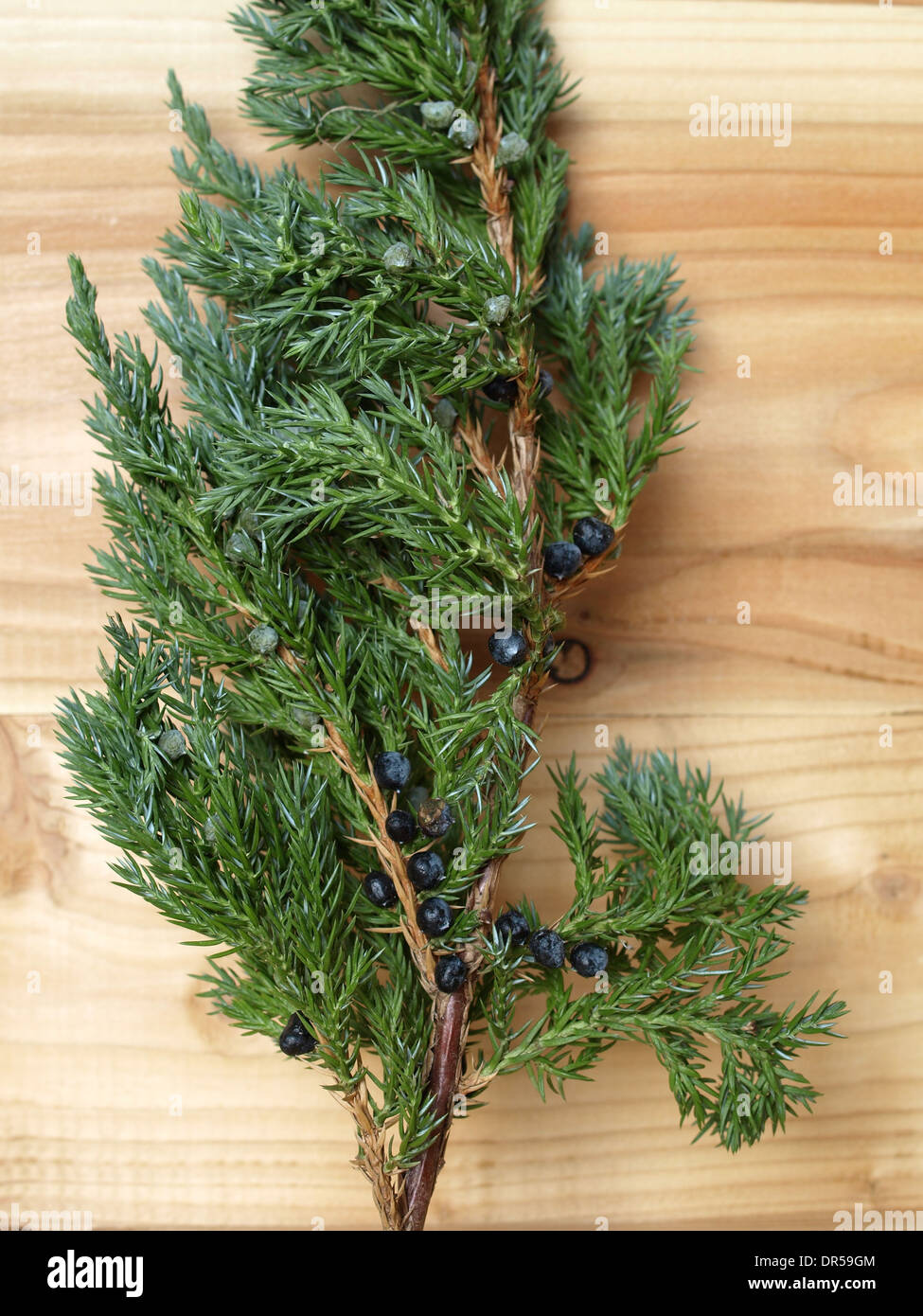 thuja dnger toom Purgrn Thuja-Dnger 1 kg
