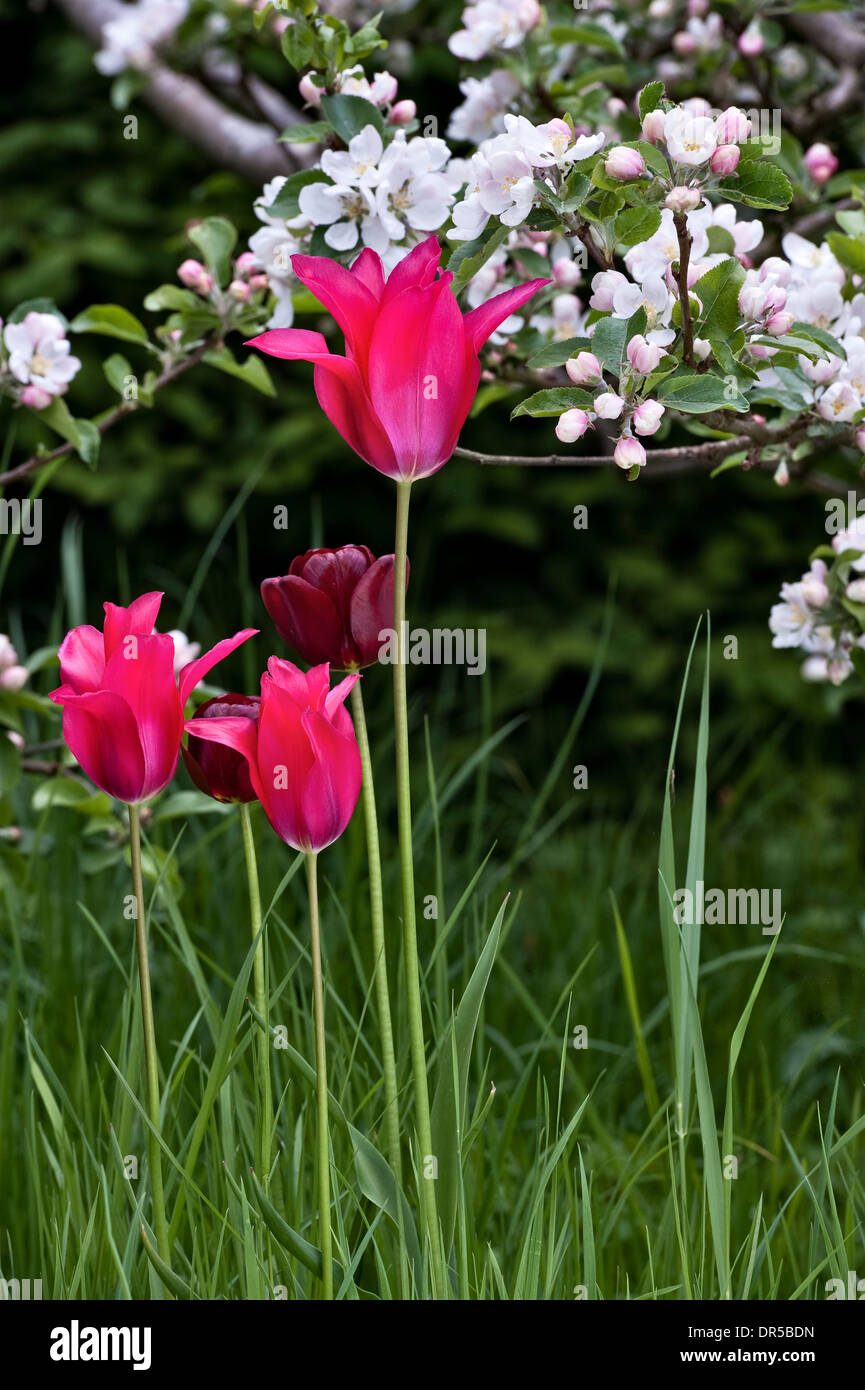 Tulip 'Mariette', with apple blossom, in an English garden in springtime  (UK Stock Photo - Alamy