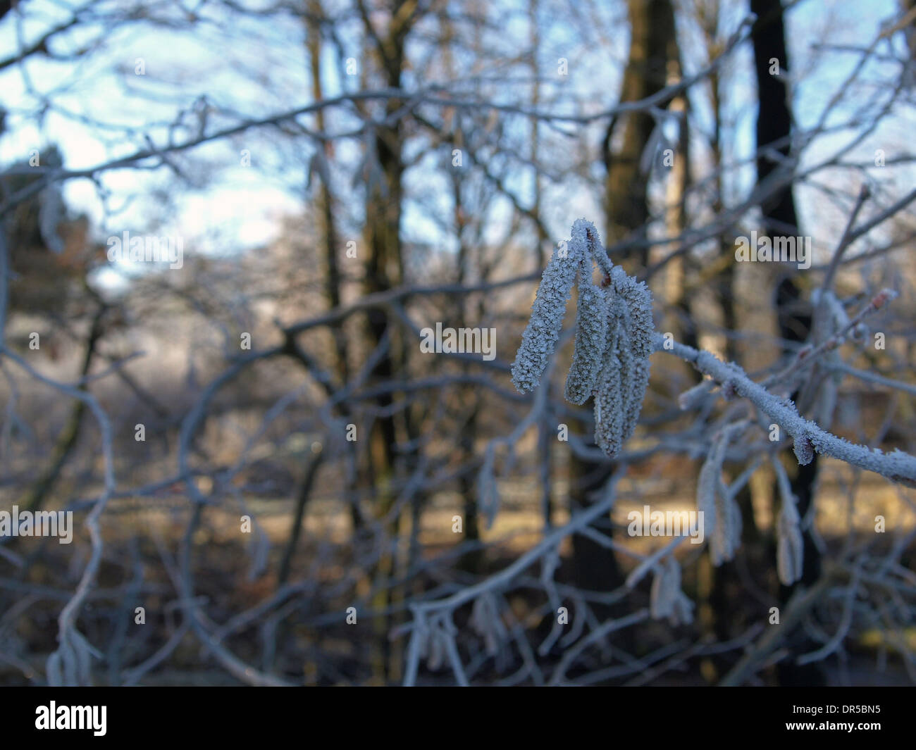 frosted plants Stock Photo