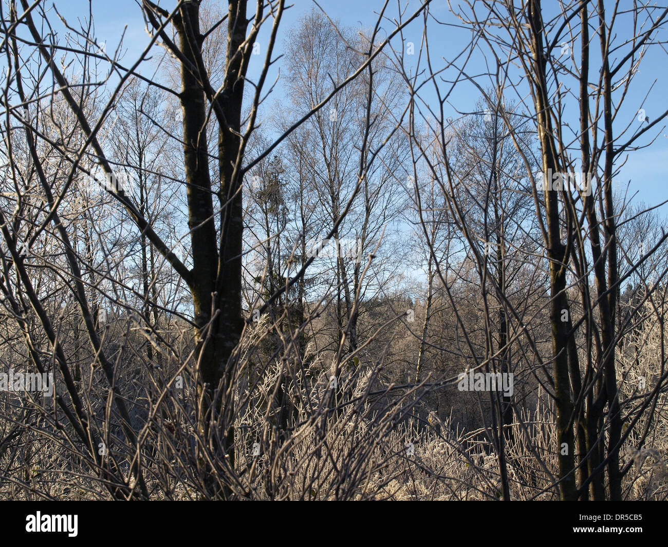 Landscape tree trees hi-res stock photography and images - Alamy