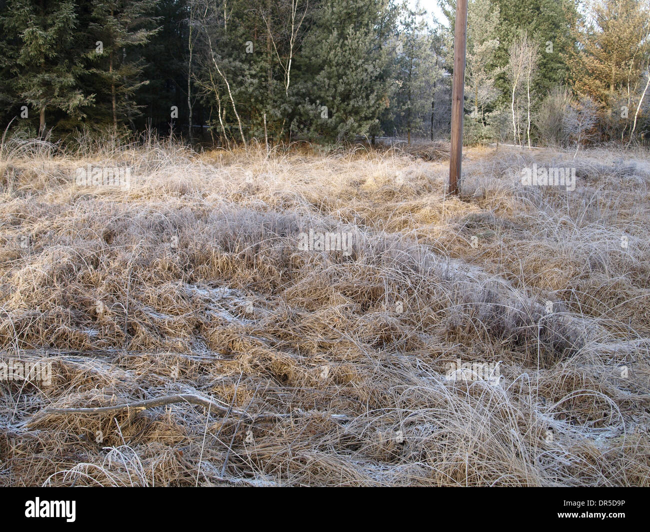 Frozen moor grass bog bilberry pine and birch trees in a bog Stock Photo